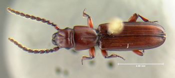 Media type: image;   Entomology 612910 Aspect: habitus dorsal view